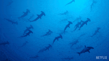 Swimming Together Hammerhead Shark GIF - Swimming Together Hammerhead Shark Our Living World GIFs