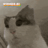 a close up of a cat looking at the camera with a rainbow in the background .