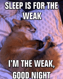a fox is sleeping on a bed with a caption that says sleep is for the weak i 'm the weak good night