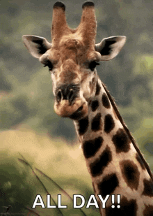 Giraffe Animals GIF - Giraffe Animals Bored GIFs