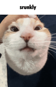 a close up of a cat 's face with the word srunkly above it