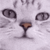 a close up of a white cat 's face with a blurred background .