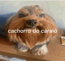 a close up of a dog with the words cachorro do caraio written on it