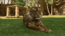 Tiger Wild Animals GIF - Tiger Wild Animals GIFs
