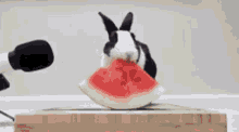 Bunny Watermelon GIF - Bunny Watermelon Hungry GIFs