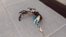 Crab Krevetka GIF
