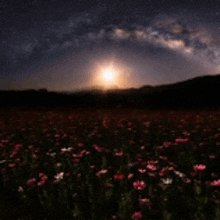 a field of flowers with a full moon in the sky