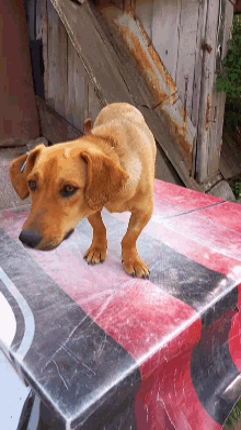 a small brown dog laying on a red and black striped surface