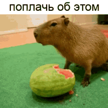 Capybara Melon GIF - Capybara Melon Muncher GIFs