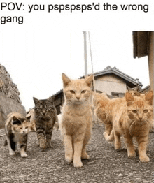 Gatos Gang GIF - Gatos Gang GIFs