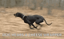 Dog Run GIF - Dog Run Speed GIFs