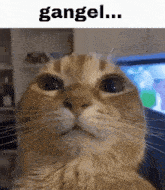 Gangel Cat GIF - Gangel Cat Silly GIFs
