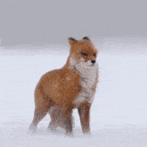 Wimdy Fox GIF - Wimdy Fox GIFs