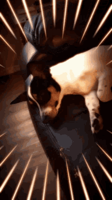 a black and white dog is laying down on a couch