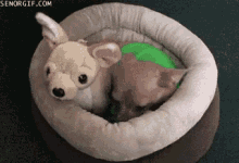 Snappy Dog GIF - Snappy Dog GIFs
