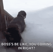 Dog Falling Into Snow GIF