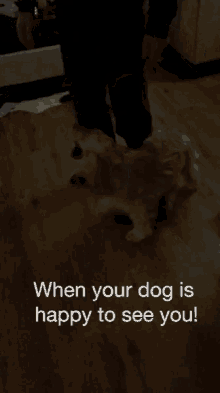 When Your Dog Is Happy To See You Dog GIF - When Your Dog Is Happy To See You Dog Puppy GIFs