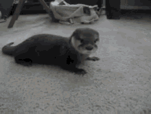 cute otter seal play animal