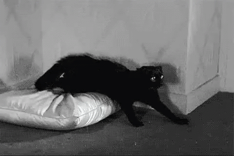 scared black cat tumblr