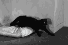 Black Cat Hiss GIF - Black Cat Cat Hiss GIFs