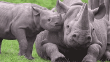 Rhino And Baby Rhinos GIF - Rhino And Baby Rhinos GIFs