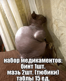 a hairless cat is leaning against a wall with a foreign language caption