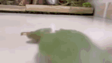 Frog Eating GIF