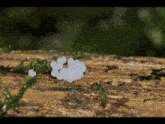a cluster of white eggs are growing on a log