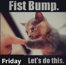 a picture of a cat with the words fist bump friday let 's do this on it