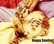 Happy Sunday Kitten GIF - Happy Sunday Kitten Cub GIFs