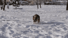 Bulldog Snow GIF - Bulldog Snow Budrysrtl GIFs
