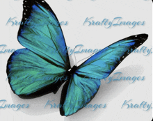 Kraft Butterfly Blue Green Teal GIF - Kraft Butterfly Blue Green Teal GIFs