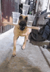 Dog Doggie GIF - Dog Doggie Trained Dog GIFs