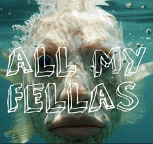 All My Fellas All My Fellas Fish GIF - All My Fellas All My Fellas Fish GIFs