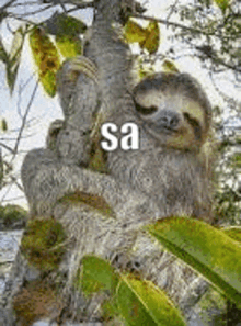 Sloth Sleepy GIF - Sloth Sleepy Branch GIFs