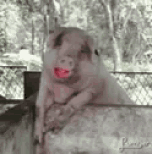 Pig Sexy GIF - Pig Sexy Lips GIFs