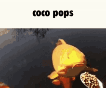 Coco Pops Gold Fish GIF - Coco Pops Gold Fish Eating GIFs
