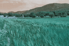 a green field with mountains in the background