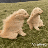 Strong Wind Goldendoodles GIF - Strong Wind Goldendoodles Viralhog GIFs