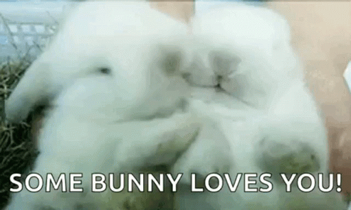 Bunny Bunnies GIF - Bunny Bunnies Aww GIFs