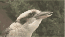 Kookaburra Laughing GIF - Kookaburra Laughing Bird GIFs