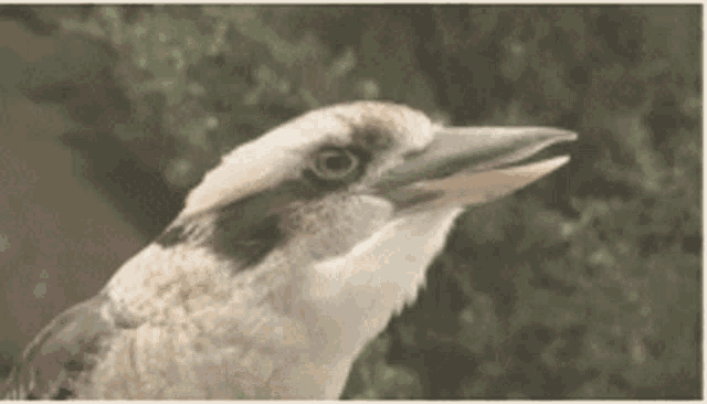 Kookaburra Laughing GIF - Kookaburra Laughing Bird - Discover & Share GIFs