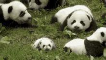 Playing 42pandas Born In Breeding Program This Year GIF - Playing 42pandas Born In Breeding Program This Year Baby Pandas GIFs