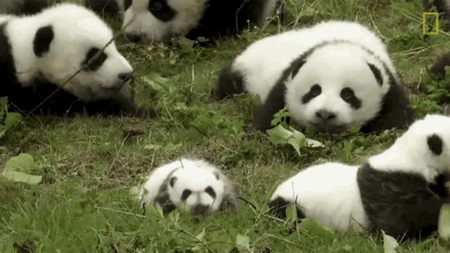 baby panda playing