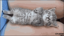 Kittycat GIF - Kittycat GIFs