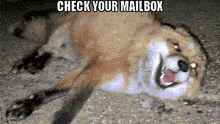a fox laying on its back with the words check your mailbox written above it
