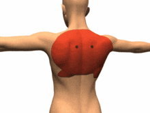 a 3d model of a man 's back has a red circle with two holes in it