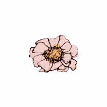 flower flower
