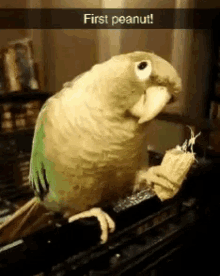 Bird Peanut GIF - Bird Peanut GIFs