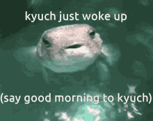 Kyuch GIF